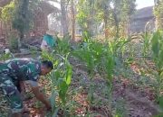 Babinsa Waru Pamekasan Dampingi Petani Jagung, Wujud Nyata Kemanunggalan TNI dan Rakyat