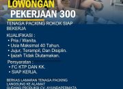 CV Ayunda Permata Sejahtera Pamekasan Buka 300 Lowongan Packing Rokok, Daftar Segera ke 0821-3227-9955