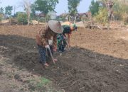 Babinsa Tlanakan Turun ke Sawah, Dukung Petani Tanam Jagung untuk Ketahanan Pangan