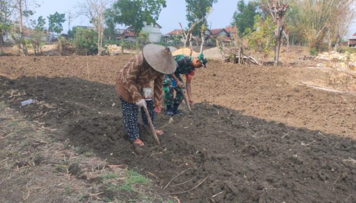 Babinsa Tlanakan Turun ke Sawah, Dukung Petani Tanam Jagung untuk Ketahanan Pangan