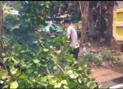 Polres Sumenep Pastikan Jalan Lenteng Aman Usai Pohon Tumbang