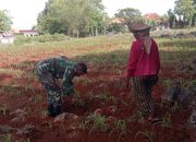 Babinsa Ponjenan Timur Pamekasan Ajak Petani Rawat Jagung demi Kemandirian Pangan