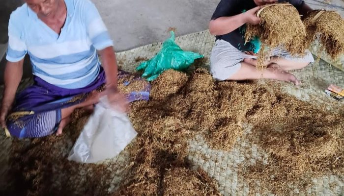 Petani Talang Rilis Tembakau Super Harga Rp 75 Ribu/kg, Stok Capai 12 Ton