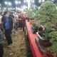 Dandim Sumenep Buka Kontes Bonsai se-Jatim, Perkuat Sinergi Lewat Seni Tanaman